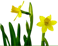 daffodils-200x160